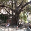 Syracuse (5) Kathedraalboom (Ficus Macrofilia) in het p<span class=