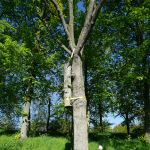 De geënte boom aan de stadswal in Willemstad is een jaartje ouder.