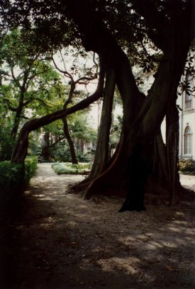 Lissabon, Jardim botanico. De kathedraalboom in april 1996