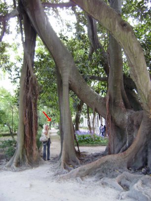 Lissabon, Jardim botanico. De kathedraalboom in oktober 2007. Rechts naast Ans´hoofd, bij de rode pijl, zie je de boogvormige stut van de boom op de foto uit april 1996