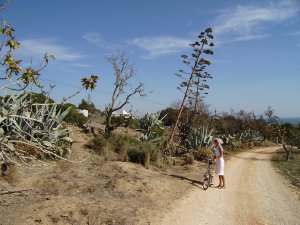 Bloeiwijzen van agaves, hoog als electriciteitspalen