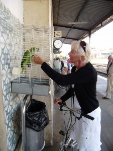 Een voddige papegaai op het station van Portimão. Je ziet: zo ontstaat liefde op het eerste gezicht!