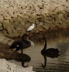 Koppel zwarte zwanen in de haven, vergezeld door een Kleine Zilverreiger