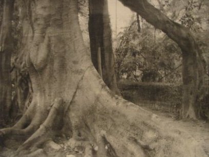 De kathedraalboom in 1925