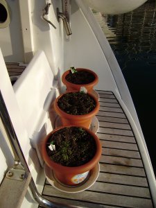 Kruidentuintje van Ans. Alles is in opkomst: basilicum, peterselie en tijm