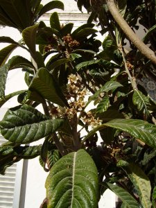 De foute kathedraalboom, eergisteren gefotografeerd in Faro