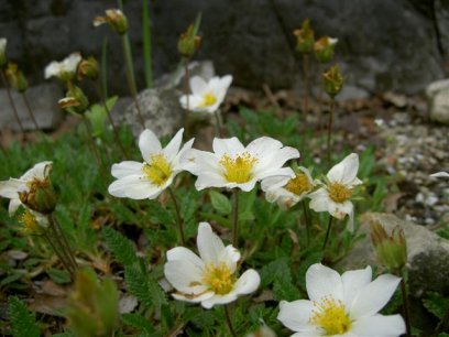 Dryas octopetala ofwel Zilverkruid. Een toendraplantje dat groeit in de poolstreken