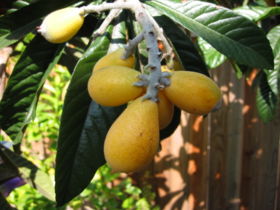Loquats, vruchten van de Japanse Wolmispel