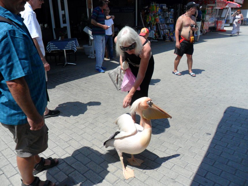 Ans met levende pelikaan voor Pelican Restaurant