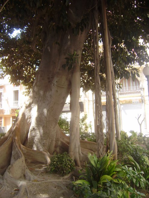 Op een oud pleintje in Alicante zagen we twee mooie kathedraalbomen. Dit is een van, mét zijn eigen stutten.