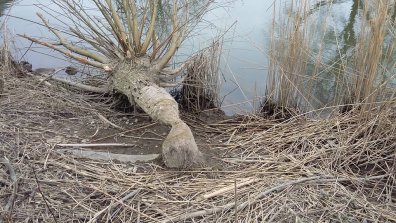 Buiten de Dalempoort vond men van de week een door bevers afgeknaagde boomstam.