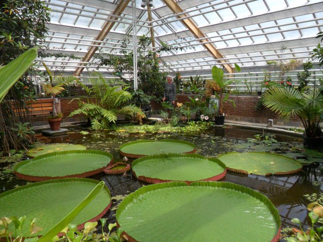 Zoek Ans tussen de Braziliaanse Reuzenwaterlelies in een tropische kas van de Leidse Hortus Botanicus.