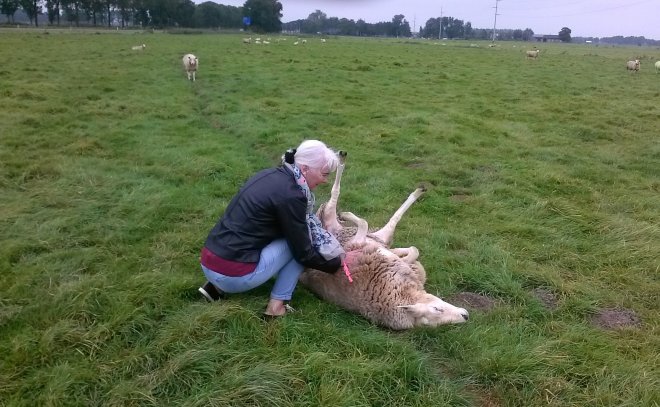 Ans helpt een omgevallen schaap overeind in een wei bij 's Heerenbroek.