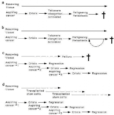 Het WILT-concept voor de definitieve behandeling van kanker.Schema uit het boek 'Ending Aging' van Aubrey de Grey. Het schema wordt in de blogpost uitgelegd.