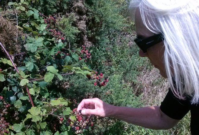 Rijpe bramen plukken aan een voetpad in Creeksea.