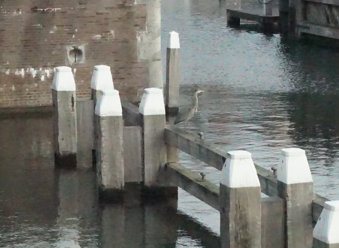 Een blauwe reiger op het remmingwerk voor de sluis. Een nieuwe bewoner?