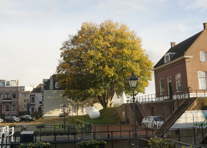 De grote es tegenover ons huis op de Altenawal is altijd de laatste boom in de haven die zijn bladeren verliest.