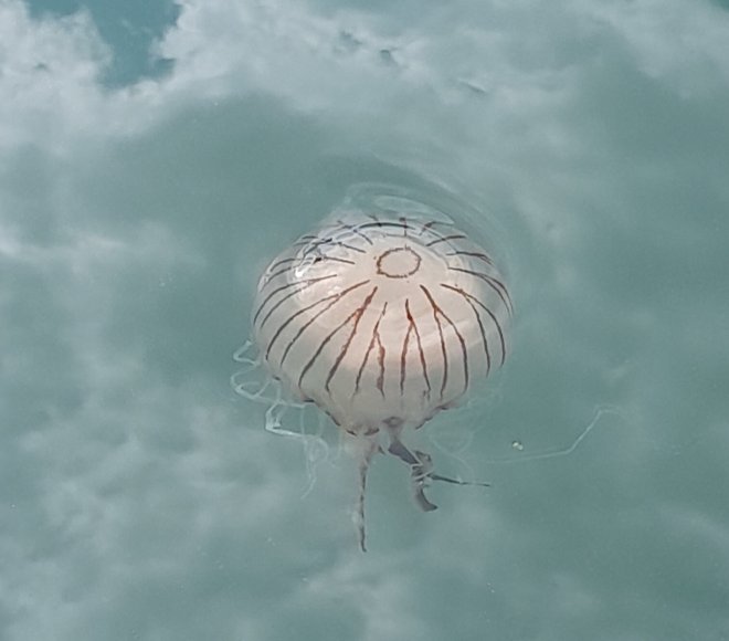Een kompaskwal achter de boot. Hoge bewolking weerspiegelt in het water.