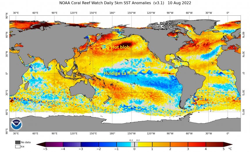 Tegenstellingen in de Pacific. In het midden de koude van de La Niña en erboven de ongewone hete blob.
