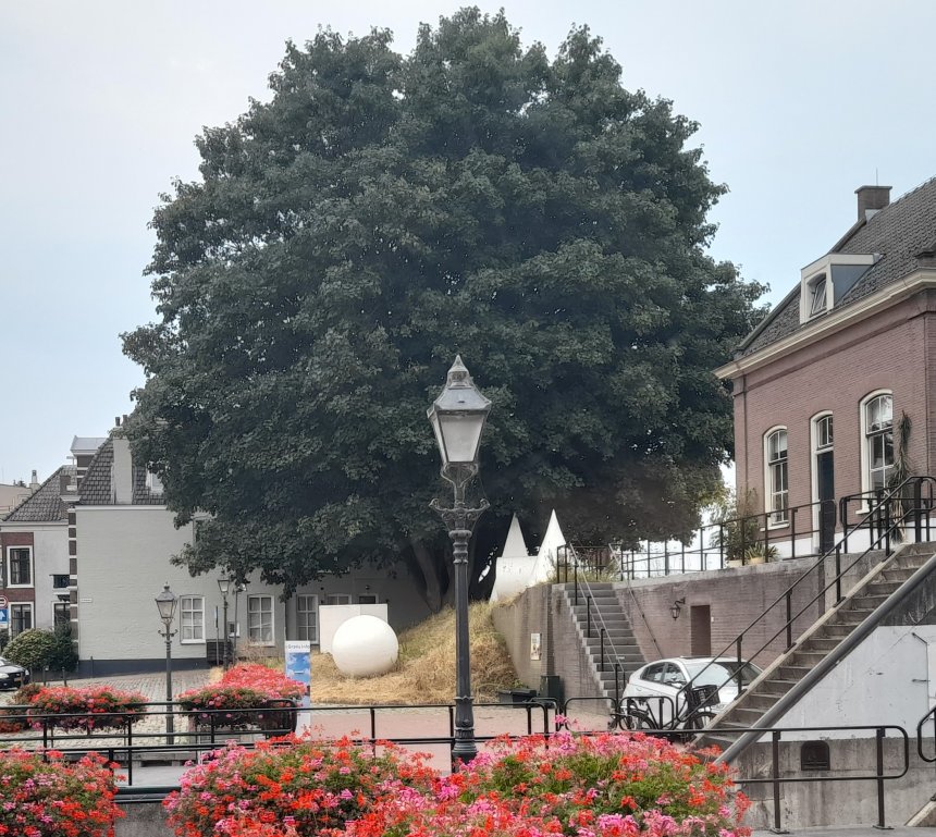 Dor grasveldje bij de geometrische beelden van Winiarski. Daarboven welft zich de kroon van de grote es.