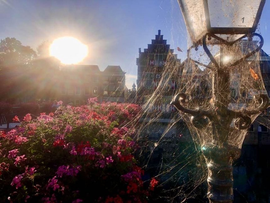 Spinnenwebben en geraniums in de Lingehaven (foto: Johannes van Camp)
