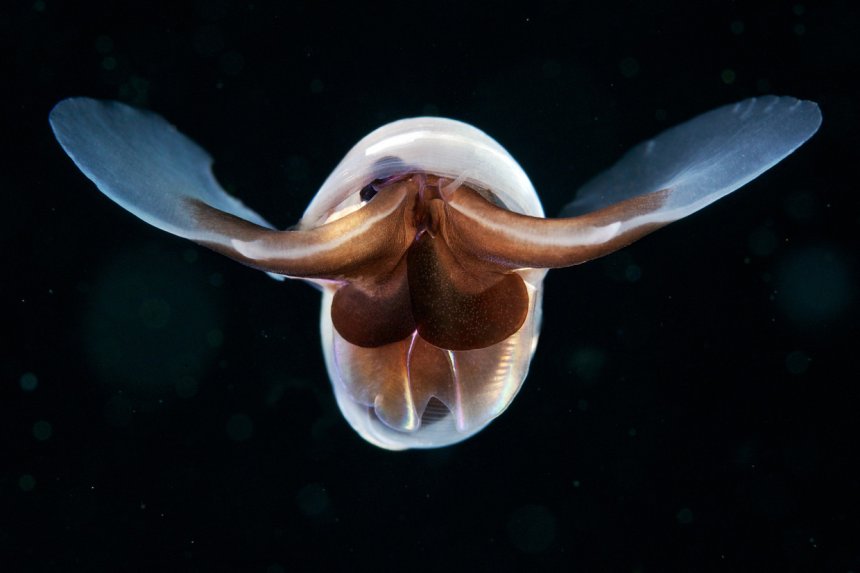 Een zeevlinder. (beeld: Alexander Semenov/Science Photo Library)