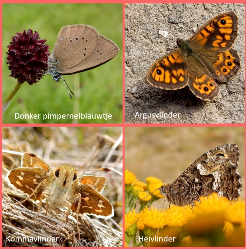 Misschien zijn deze vlindersoorten in ons land uitgestorven (beeld: Vlinderstichting)