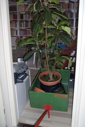 16 mei 2007: de kathedraalboom, in een karretje op weg om onze flat te verlaten