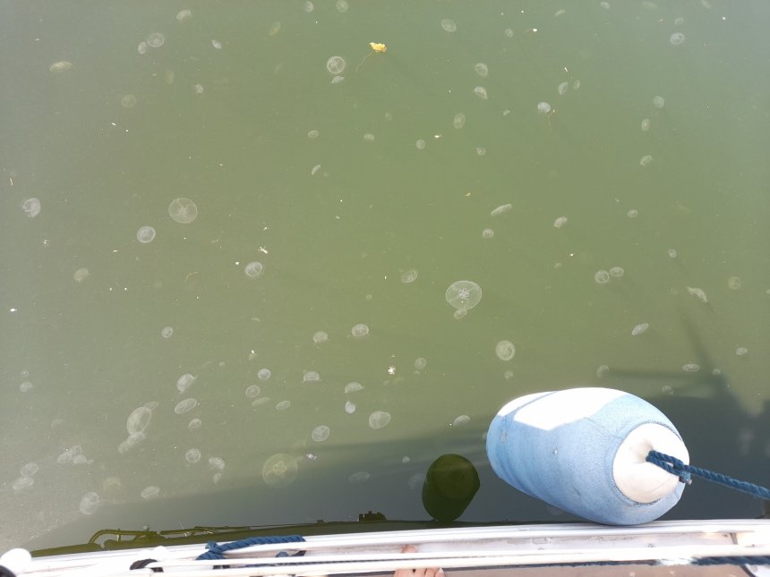 Honderden oorkwalletjes (Aurelia aurita) is de haven van Veere. Foto van gisteren vanaf de boot.