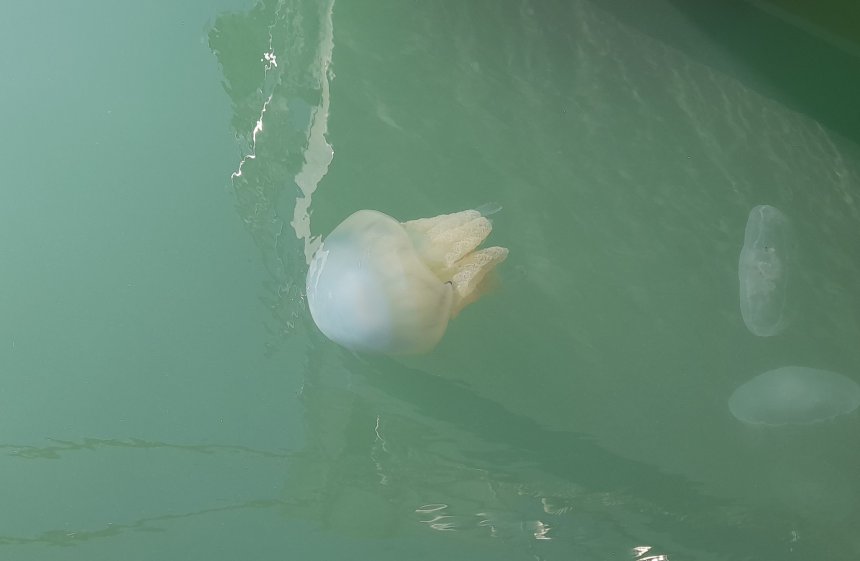 Een bloemkoolkwal naast de boot. Rechts nog twee oorkwallen.
